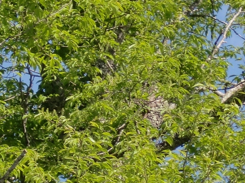 ÀŤκù0522No.2.jpg ÀŤκù0522No.2.jpg