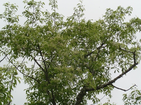 ÀŤκù0601 No.1.jpg ÀŤκù0601 No.1.jpg