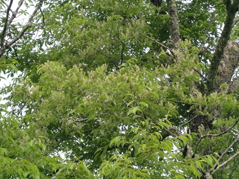 ÀŤκù0603 No.1.jpg ÀŤκù0603 No.1.jpg