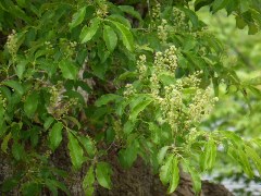 ÀŤκù0603No.1WikiÍÑ.jpg ÀŤκù0603No.1WikiÍÑ.jpg