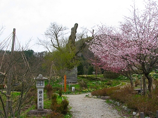 090424_sizuka_1.jpg 090424_sizuka_1.jpg