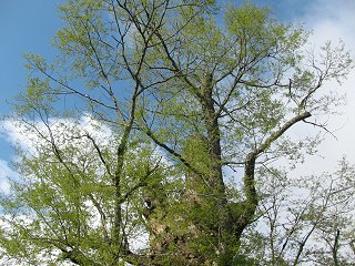 100513_1.jpg 100513_1.jpg