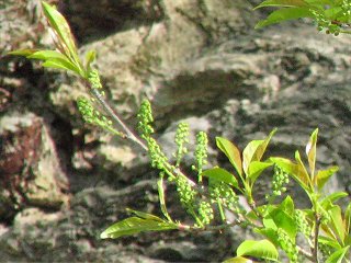 100513_2.jpg 100513_2.jpg