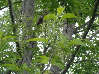 150512ÀŤκù¡Ê¼ãÌÚ¡ËWikiÍÑ No_0.1.jpg 150512ÀŤκù¡Ê¼ãÌÚ¡ËWikiÍÑ No_0.1.jpg