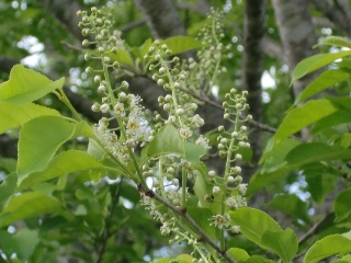 150514ÀŤκù¡Ê¼ãÌÚ¡ËWikiÍÑ No.2.jpg 150514ÀŤκù¡Ê¼ãÌÚ¡ËWikiÍÑ No.2.jpg