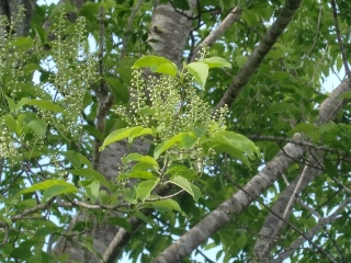 150514ÀŤκù¡Ê¼ãÌÚ¡ËWikiÍÑ No_0.1.jpg 150514ÀŤκù¡Ê¼ãÌÚ¡ËWikiÍÑ No_0.1.jpg