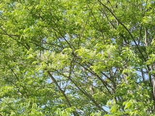 150515ÀŤκù¡Ê¼ãÌÚ¡ËWikiÍÑ No.1.jpg 150515ÀŤκù¡Ê¼ãÌÚ¡ËWikiÍÑ No.1.jpg