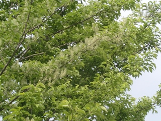 150518ÀŤκù¡Ê¼ãÌÚ¡ËWikiÍÑ.jpg 150518ÀŤκù¡Ê¼ãÌÚ¡ËWikiÍÑ.jpg