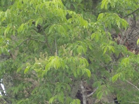 CIMG1582_480.jpg CIMG1582_480.jpg