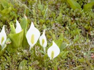 mizubasyo.jpg mizubasyo.jpg