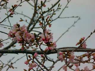 ooyamnazakura.jpg ooyamnazakura.jpg