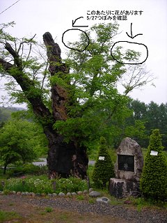 sizuka20110527_01.jpg sizuka20110527_01.jpg