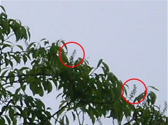 sizuka20110527_02.jpg sizuka20110527_02.jpg