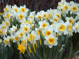 suisen.jpg suisen.jpg