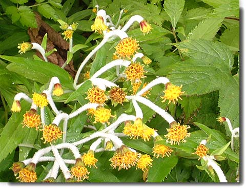 高山植物、山野草図鑑【チョウジギク・丁字菊、クマギク】