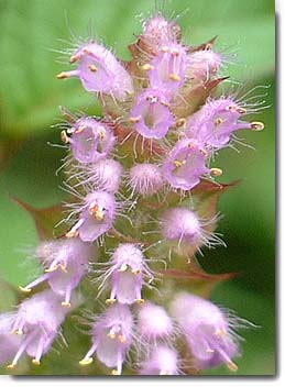 高山植物、山野草図鑑【ナギナタコウジュ・（薙刀香需）】